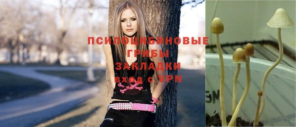 сатива Белокуриха